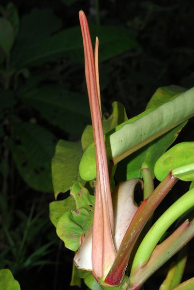 文件:Philobonifaziae 08.jpg