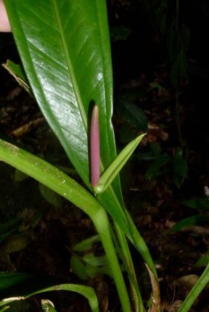 Pictured in Cerro Chucanti, Panama Image Copyright © 2015 by Bruce Dunstan