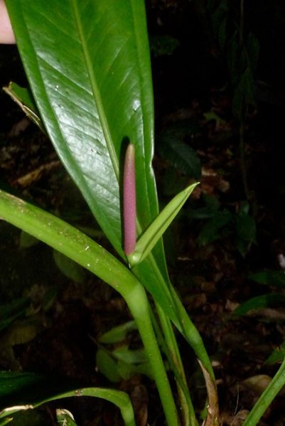 文件:AnthcurvilaminumBD 03.jpg