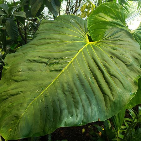 Pictured in the Amazon Spheres Image Copyright © 2020 by Alan Schroder