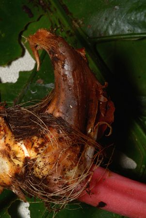 Croat 106054 pictured along Rio Piatua (Napo, Ecuador) Image Copyright © 2015 by David Scherberich