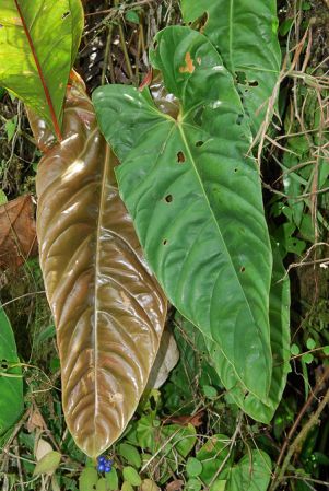 Croat 103987, pictured in Valle del Cauca, Colombia Image Copyright © 2013 by David Scherberich