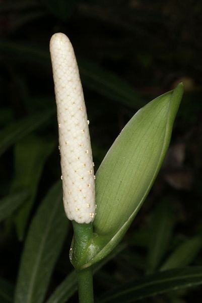 文件:AnthrupicolaGYG 02.jpg