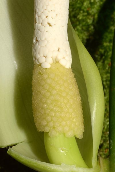 文件:Philobrevispathum 07.jpg