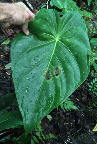 文件:AnthpeltatumFMPER 01.jpg