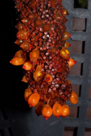 From Panama, pictured in the Botanischer Garten der Universität Heidelberg (Germany) Image Copyright © 2013 by David Scherberich