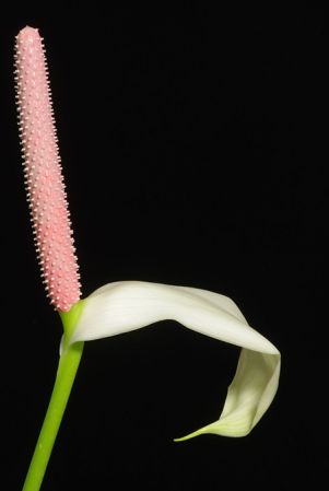 Pictured in Botanischer Garten München Image Copyright © 2018 by Günter Gerlach