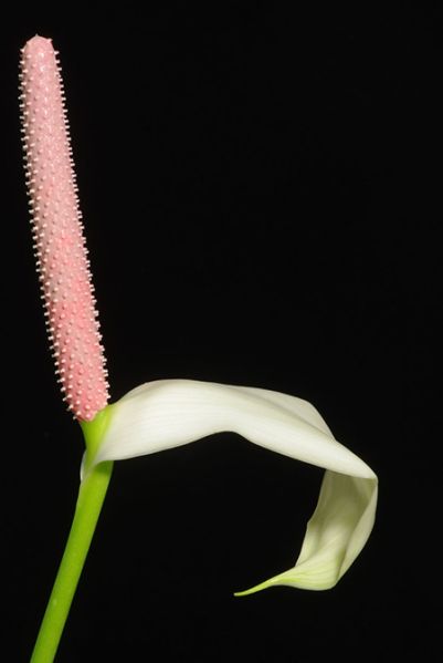 文件:AnthyarumalenseGG 02.jpg