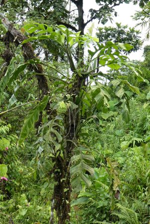 Pictured near Quibdo, Choco, Colombia Image Copyright © 2019 by Bruce Dunstan