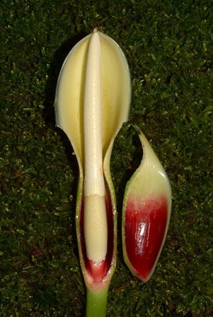 Croat 105670 from Morona-Santiago, Ecuador, pictured at the Jardin Botanique de Lyon (France) Image Copyright © 2020 by David Scherberich