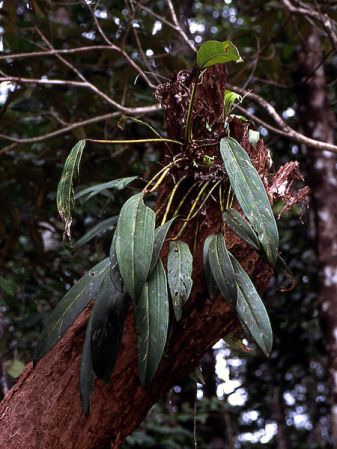 Pictured near Regina, French Guiana Image Copyright © 2006 by David Scherberich