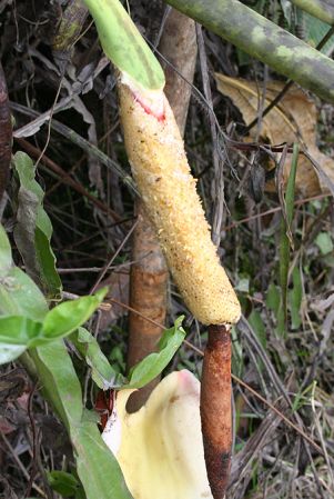 Pictured in Ecuador Image Copyright © 2008 by Josiane Guiard