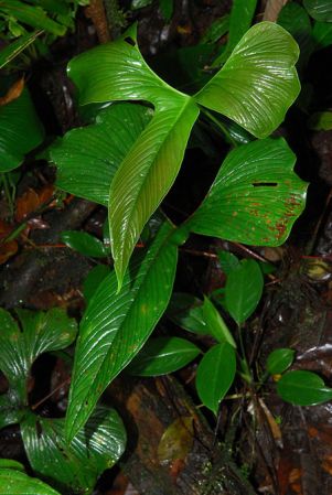 Croat 104145, pictured in Esmeraldas, Ecuador Image Copyright © 2013 by David Scherberich