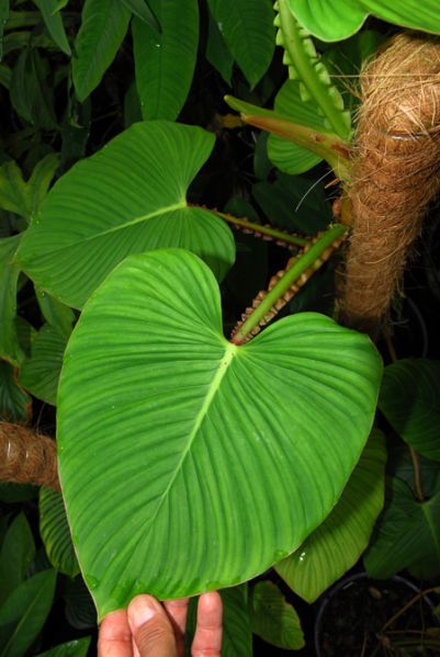 文件:Philoalatiundulatum 01.jpg