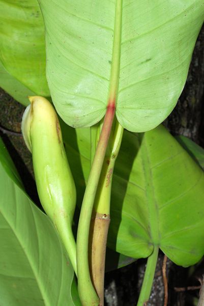 文件:Philocaliense 02.jpg