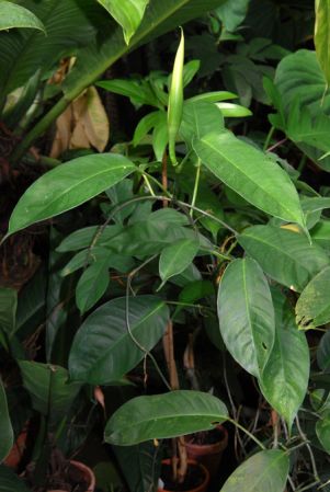 From Ecuador (Napo) Pictured in the Botanischer Garten der Universitat Göttingen (Germany) Image Copyright © 2011 by David Scherberich