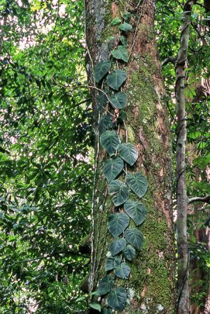 Pictured in Mana, French Guiana Image Copyright © 2006 by David Scherberich