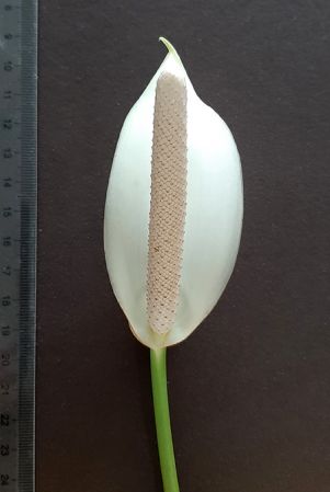 Image Copyright © 2020 by Arnaud Maurieres