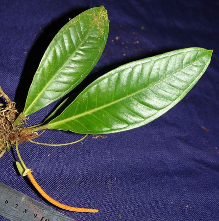 Pictured in Panama Image Copyright © 2011 by Lars Nauheimer