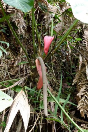 Pictured in Valle del Cauca, Colombia Image Copyright © 2015 by Bruce Dunstan