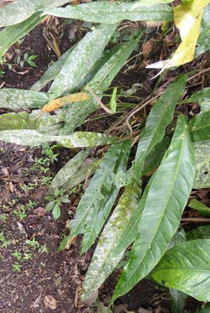 Pictured in cultivation in Volcan, Panama Image Copyright © 2016 by Bruce Dunstan