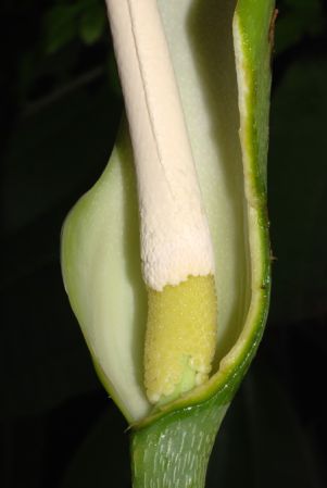 From Sucumbios, Ecuador, pictured at the Jardin Botanique de Lyon (France) Image Copyright © 2014 by David Scherberich