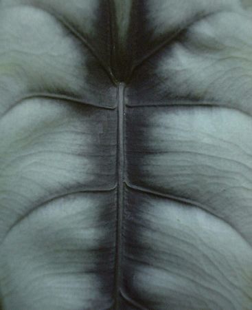 Image Copyright © 2005 by David Scherberich