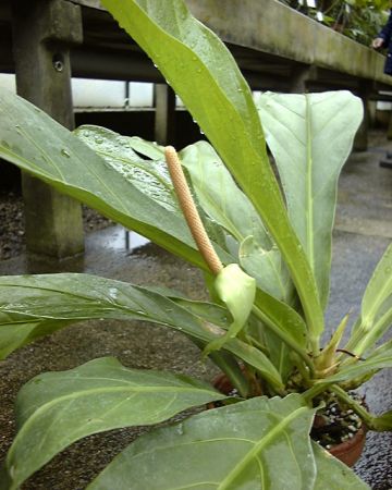 From Peru, pictured at the Jardin Botanique du Montet (Nancy, France) Image Copyright © 2003 by David Scherberich