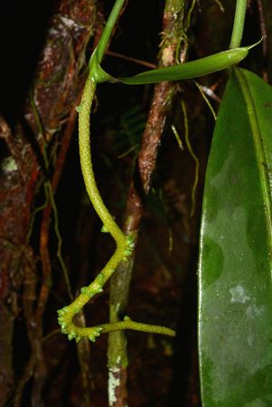 Croat 105795, pictured along Rio Piatua (Napo, Ecuador) Image Copyright © 2015 by David Scherberich