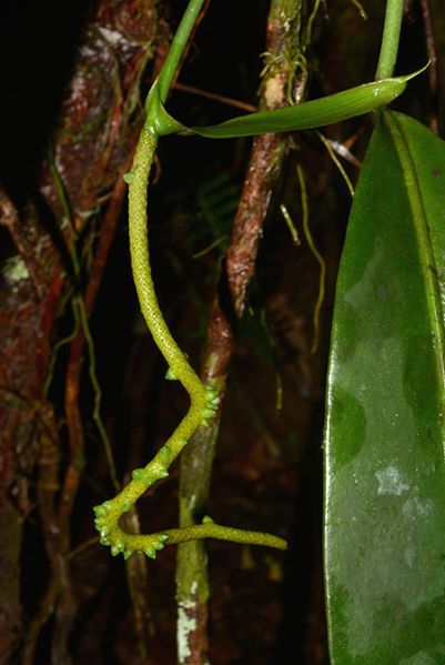 文件:AnthlongispadiceumCroat 01.jpg