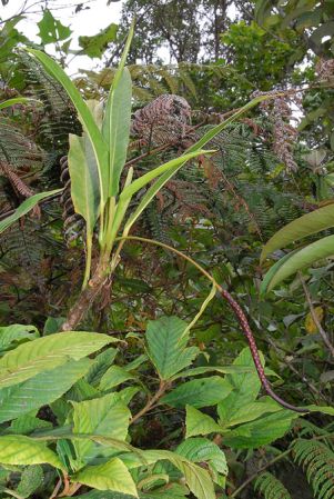 Croat 103831, pictured in Caquetá, Colombia Image Copyright © 2013 by David Scherberich