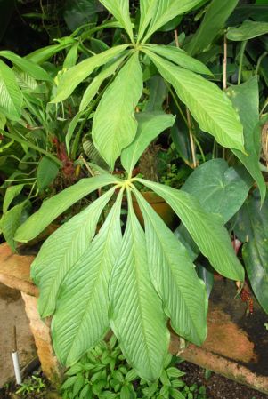 Pictured in the Botanischer Garten der Universitat Göttingen (Germany) Image Copyright © 2011 by David Scherberich