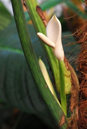 Croat 104563 from Carchi, Ecuador Pictured at the Jardin Botanique de Lyon (France) Image Copyright © 2014 by David Scherberich