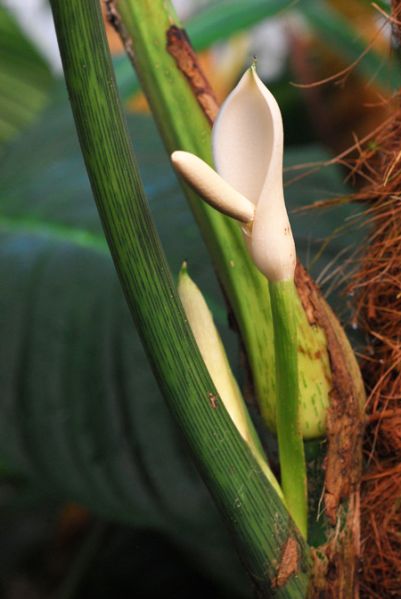 文件:Philocurvipetiolatum 05.jpg