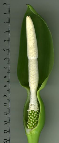 文件:Alochybrid 03.jpg