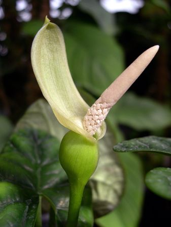 Pictured at the Jardin Botanique de Lyon (France) Image Copyright © 2006 by David Scherberich