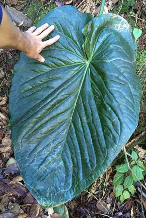 Pictured in Oaxaca, Mexico Image Copyright © 2020 by Fred Muller