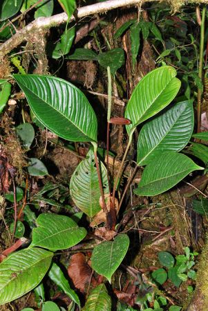 Croat 104627, pictured in Carchi, Ecuador Image Copyright © 2013 by David Scherberich