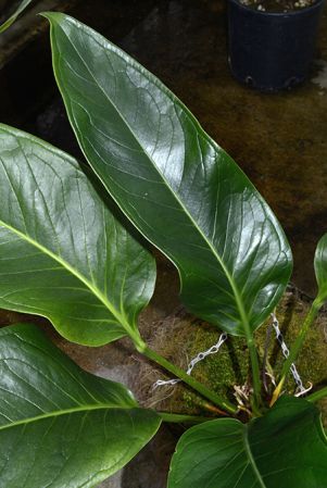Croat 36601 from Turrialba/Costa Rica, pictured in Royal Botanic Gardens, Kew Image Copyright © 2015 by David Scherberich