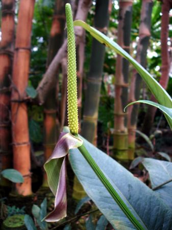 Pictured in the Botanischer Garten München (Germany) Image Copyright © 2006 by David Scherberich