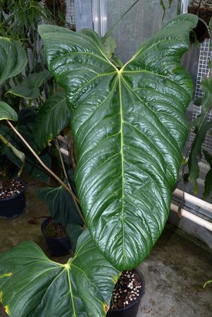 Pictured in Royal Botanic Gardens, Kew Image Copyright © 2015 by David Scherberich