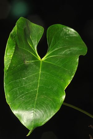 Pictured in Botanischer Garten München Image Copyright © 2018 by Günter Gerlach