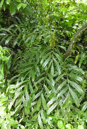 Pictured in Mocoa, Putumayo (Colombia) Image Copyright © 2018 by Bruce Dunstan