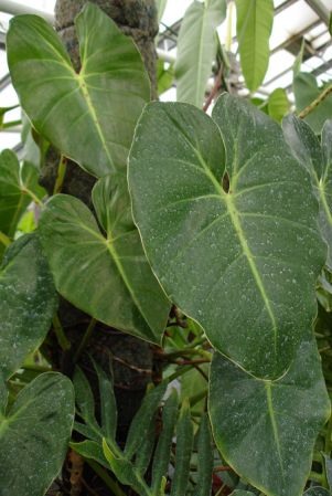 Pictured at the Botanischer Garten und Botanisches Museum Berlin-Dahlem (Germany) Image Copyright © 2006 by David Scherberich