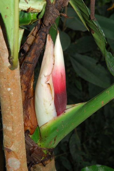 文件:PhilododsoniiBD 07.jpg
