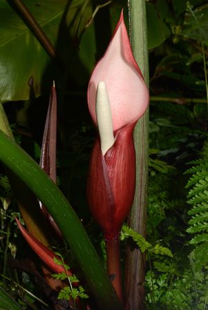 Pictured at the Jardin Botanique de Lyon (France) Image Copyright © 2015 by David Scherberich