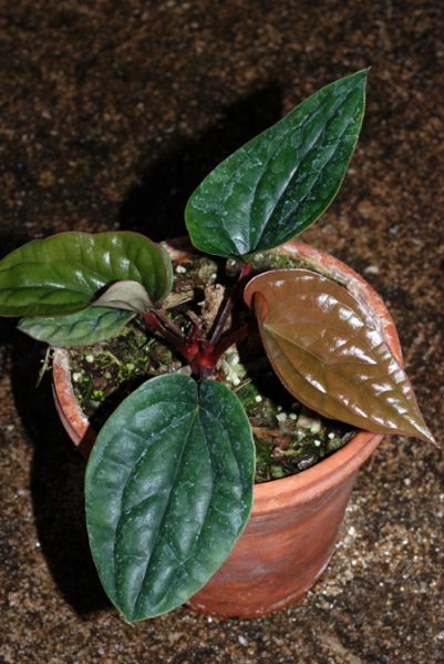 文件:Anthradicansxdressleri 02.jpg