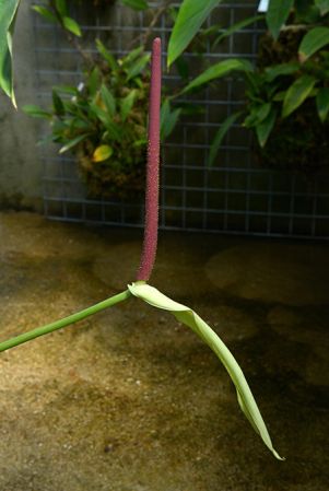 Croat 93460 from Cotopaxi, Ecuador Pictured at the Jardin Botanique du Montet (Nancy, France) Image Copyright © 2022 by David Scherberich