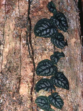 Juvenile form, pictured in Saul, French Guiana Image Copyright © 2006 by David Scherberich