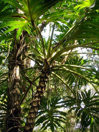 Pictured in Brazil: Parana, Ilha do Mel Image Copyright © 2007 by Gaelle Cornaton